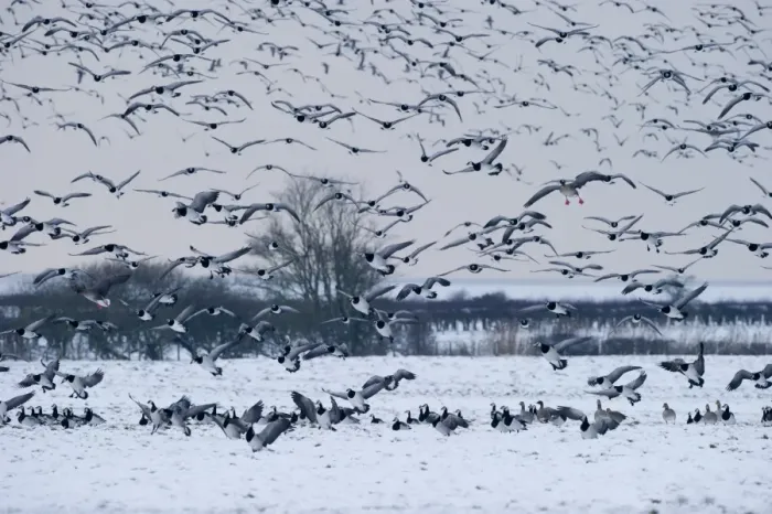 Framed Print : Barnacle Geese Branta leucopsis Solway Dumfries Scotland winter