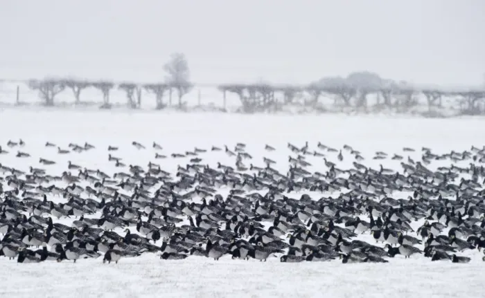Framed Print : Barnacle Geese Branta leucopsis Solway Dumfries Scotland winter