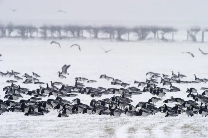 Framed Print : Barnacle Geese Branta leucopsis Solway Dumfries Scotland winter Framed Print : Barnacle Geese Branta leucopsis Solway Dumfries Scotland winter