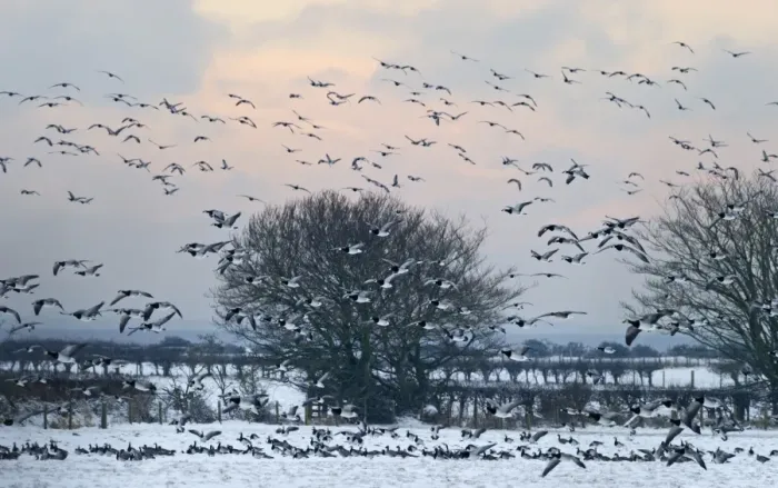 Framed Print : Barnacle Geese Branta leucopsis Solway Dumfries Scotland winter Framed Print : Barnacle Geese Branta leucopsis Solway Dumfries Scotland winter