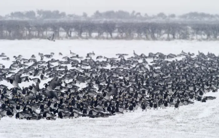 Framed Print : Barnacle Geese Branta leucopsis Solway Dumfries Scotland winter Framed Print : Barnacle Geese Branta leucopsis Solway Dumfries Scotland winter