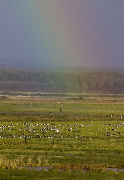 Barnacle Geese below rainbow Caerlaverock Dumfries Scotland November