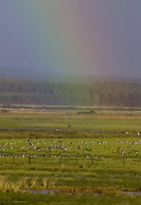 Framed Print : Barnacle Geese below rainbow Caerlaverock Dumfries Scotland November Framed Print : Barnacle Geese below rainbow Caerlaverock Dumfries Scotland November