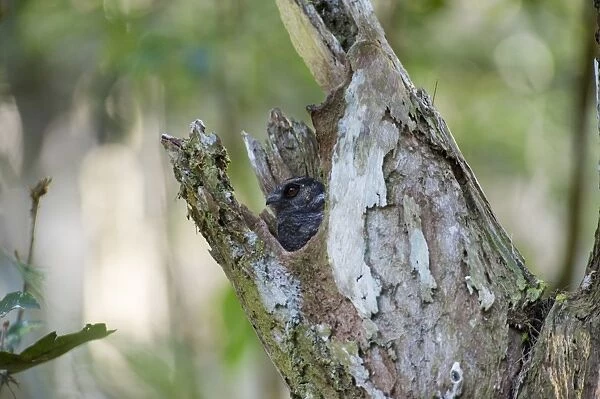 Barred Owlet-Nightjar Aegotheles bennettii poking head out of roost tree Varirata