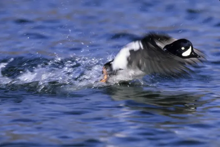 Framed Print : Barrows Goldeneye Bucephala islandica male taking off Iceland summer Framed Print : Barrows Goldeneye Bucephala islandica male taking off Iceland summer