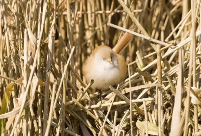 Framed Print : Bearded Tit Panurus biarmicus female in reedbed Norfolk winter Framed Print : Bearded Tit Panurus biarmicus female in reedbed Norfolk winter