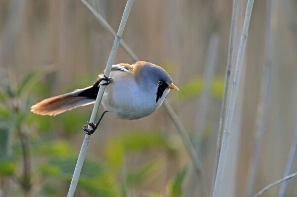 Bearded Tit Panurus biarmicus male Cley Norfolk May