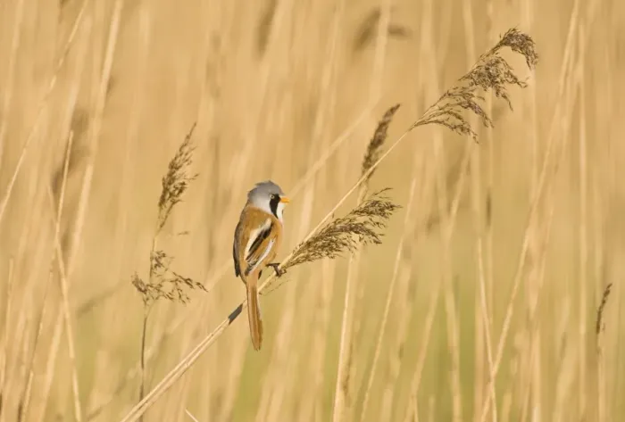 Framed Print : Bearded Tit Panurus biarmicus male in reedbed Titchwell RSPB Reserve Norfolk April