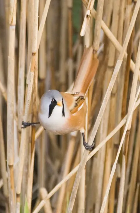 Framed Print : Bearded Tit Panurus biarmicus male in reedbed Titchwell RSPB Reserve Norfolk April Framed Print : Bearded Tit Panurus biarmicus male in reedbed Titchwell RSPB Reserve Norfolk April