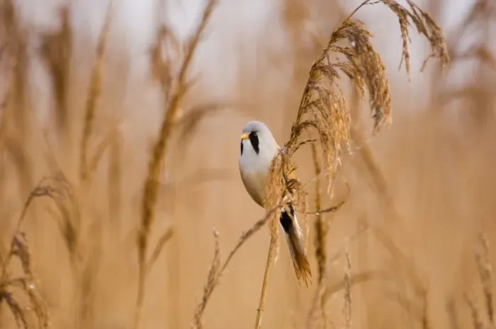 Framed Print : Bearded Tit Panurus biarmicus male in reedbed Titchwell RSPB Reserve Norfolk April