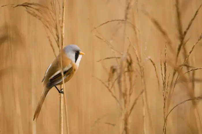 Framed Print : Bearded Tit Panurus biarmicus male Titchwell RSPB Reserve Norfolk March Framed Print : Bearded Tit Panurus biarmicus male Titchwell RSPB Reserve Norfolk March