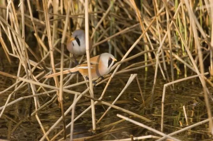 Framed Print : Bearded Tit Panurus biarmicus males in reeddbed ditch at Cley Norfolk April