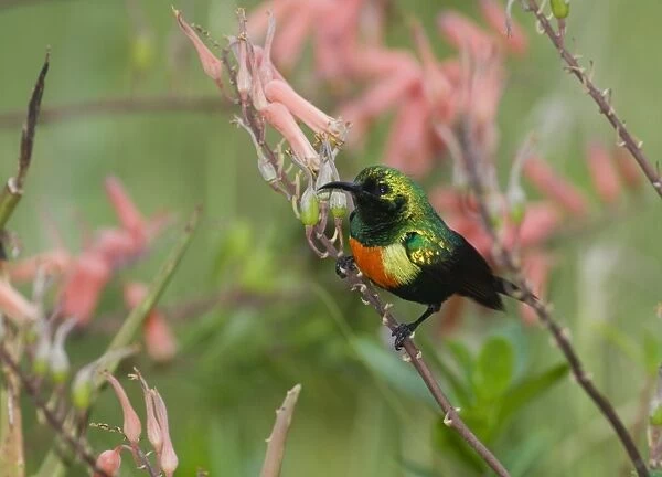 Beautiful Sunbird Nectarinia pulchella male Baringo Kenya
