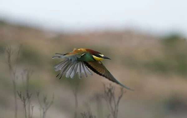 Bee-eater Merops apiaster Spanish Steppes Spain May