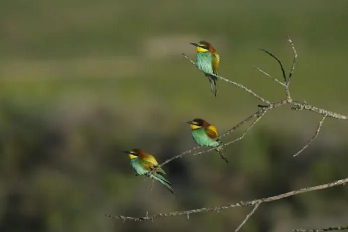 Framed Print : Bee-eater Merops apiaster Spanish Steppes Spain May Framed Print : Bee-eater Merops apiaster Spanish Steppes Spain May