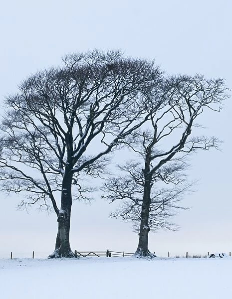 Beech Trees in the snow near Gretna Scotland December