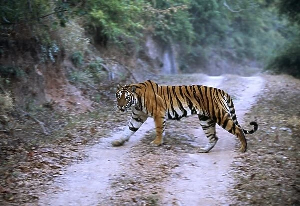Bengal Tiger, Panthera tigris, female crossing track, in Bandavgarh National Park, India