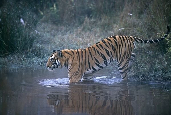 Bengal Tiger, Panthera tigris, male, Bandavgarh National Park, India