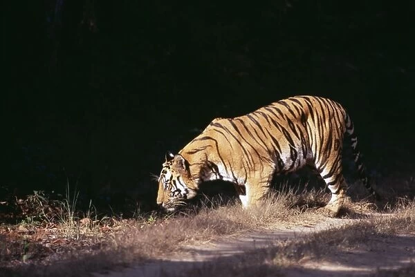 Bengal Tiger, Panthera tigris, male, Bandavgarh National Park, India