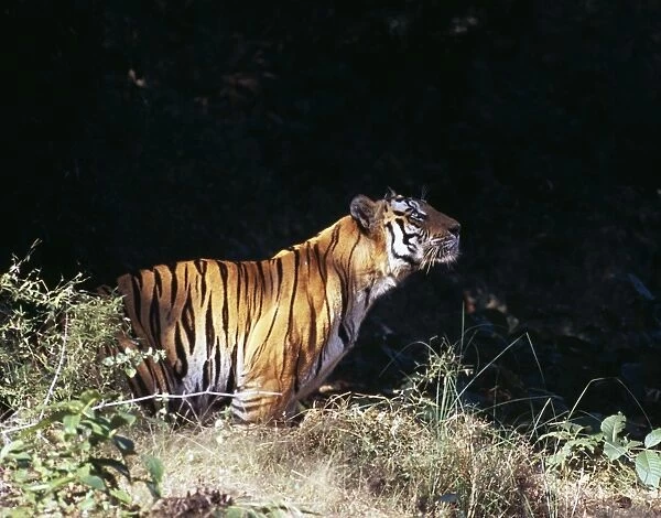 Bengal Tiger, Panthera tigris, male, watching a bird, Bandavgarh National Park, India