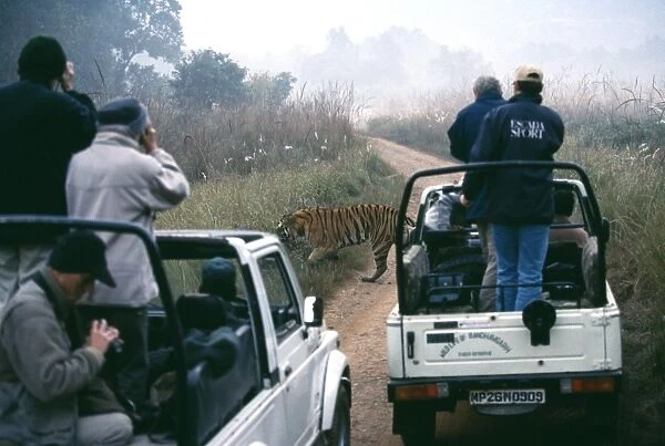 Bengal Tiger, Panthera tigris, male crossing track with tourists looking on, Bandavgarh