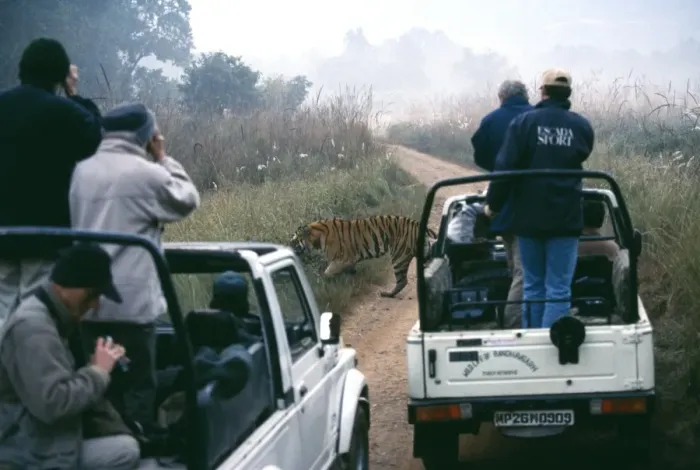 Framed Print : Bengal Tiger, Panthera tigris, male crossing track with tourists looking on, Bandavgarh Framed Print : Bengal Tiger, Panthera tigris, male crossing track with tourists looking on, Bandavgarh