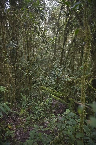 Bensons Trail in rain forest at 7ooo feet at Tari in Southern Highlands Papua New Guinea