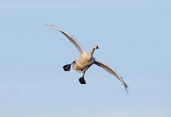 Bewicks Swan Cygnus columbianus coming in to land Slimbridge Glos UK winter