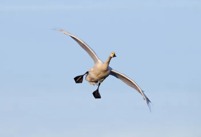 Framed Print : Bewicks Swan Cygnus columbianus coming in to land Slimbridge Glos UK winter Framed Print : Bewicks Swan Cygnus columbianus coming in to land Slimbridge Glos UK winter