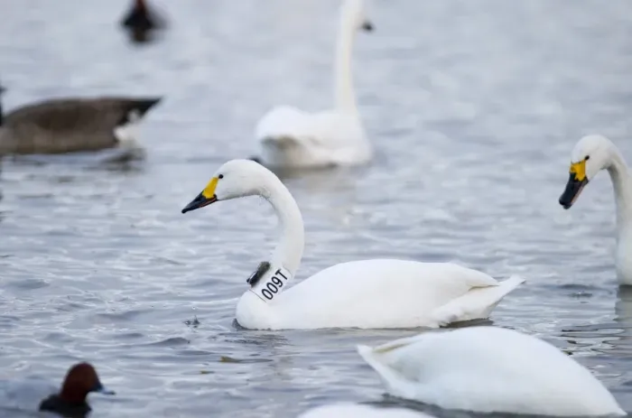 Framed Print : Bewicks Swan Cynus columbianus with geo locator strapped to neck Slimbridge Glos winter Framed Print : Bewicks Swan Cynus columbianus with geo locator strapped to neck Slimbridge Glos winter