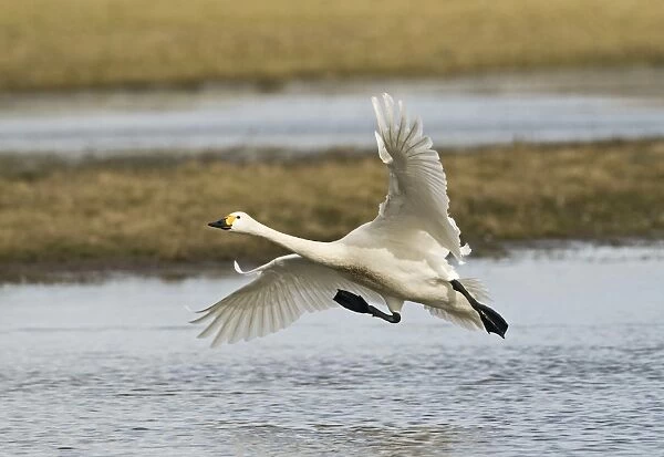 Bewicks Swans Cygnus columbianus coming in to land Slimbridge Glos UK February