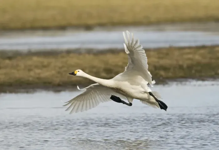 Framed Print : Bewicks Swans Cygnus columbianus coming in to land Slimbridge Glos UK February Framed Print : Bewicks Swans Cygnus columbianus coming in to land Slimbridge Glos UK February
