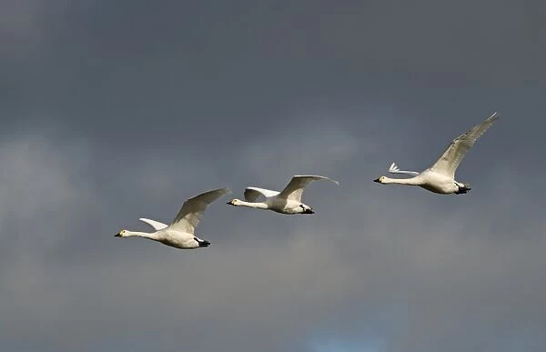 Bewicks Swans Cygnus columbianus against stormy sky Slimbridge Glos UK February