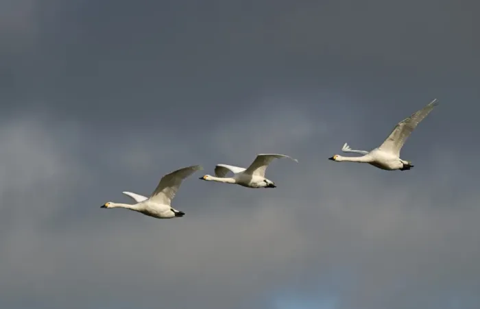 Framed Print : Bewicks Swans Cygnus columbianus against stormy sky Slimbridge Glos UK February Framed Print : Bewicks Swans Cygnus columbianus against stormy sky Slimbridge Glos UK February
