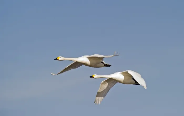 Framed Print : Bewicks Swans Cynus columbianus The Fens Norfolk winter Framed Print : Bewicks Swans Cynus columbianus The Fens Norfolk winter