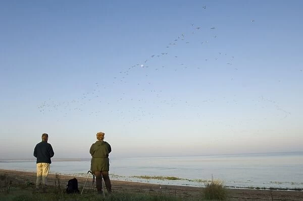 Bird watchers watching Knot and other waders stream off The Wash ats the tide rises