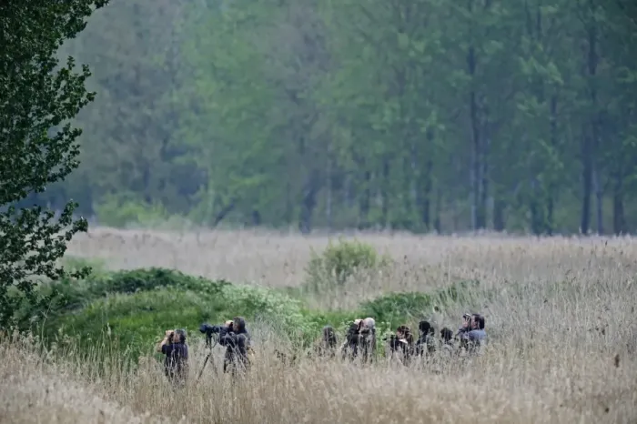 Framed Print : Birders looking for Golden Orioles in poplar plantation at Lakenheath RSPB Reserve Framed Print : Birders looking for Golden Orioles in poplar plantation at Lakenheath RSPB Reserve