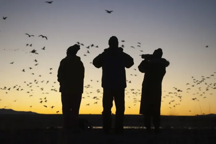 Framed Print : Birders watching dawn flight of Snow Geese at Bosque del Apache New Mexico USA November