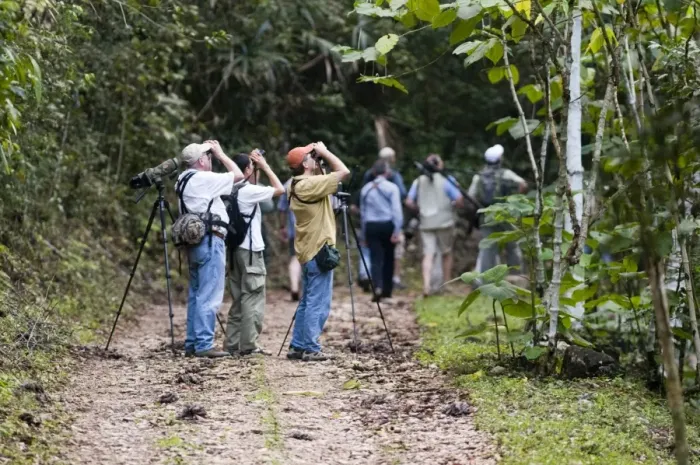 Framed Print : Birding group on trail in lowland tropical rainforest Peten Guatemala Framed Print : Birding group on trail in lowland tropical rainforest Peten Guatemala