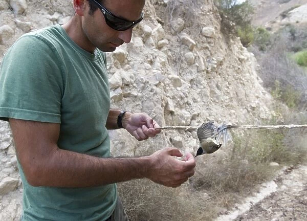 BirdLife Field Officer with a Blackcap Sylvia atricapilla illegally trapped on limestick