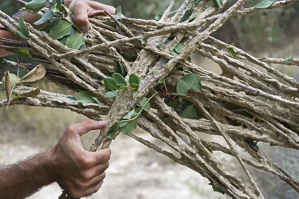 BirdLife Field Officer with limesticks found set illegally in an olive growve in