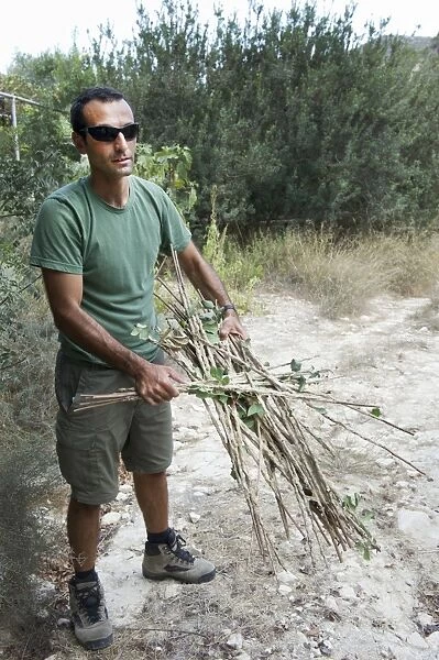BirdLife Field Officer with limesticks found set illegally in an olive growve in