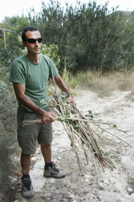 Framed Print : BirdLife Field Officer with limesticks found set illegally in an olive growve in Framed Print : BirdLife Field Officer with limesticks found set illegally in an olive growve in