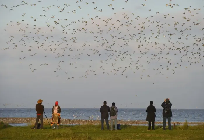 Framed Print : Birdwatchers watching waders over the Wash at Snettisham RSPB Reserve Norfolk winter