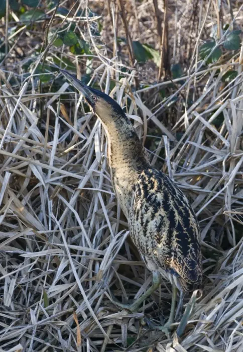 Framed Print : Bittern Botaurus stellaris Norfolk winter