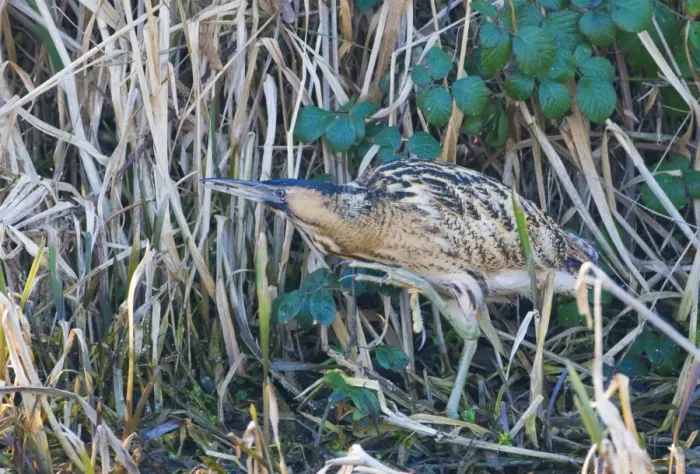 Framed Print : Bittern Botaurus stellaris North Norfolk winter Framed Print : Bittern Botaurus stellaris North Norfolk winter