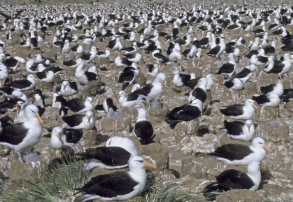 Black-browed Albatross colony on Steeple Jason Island Falklands January