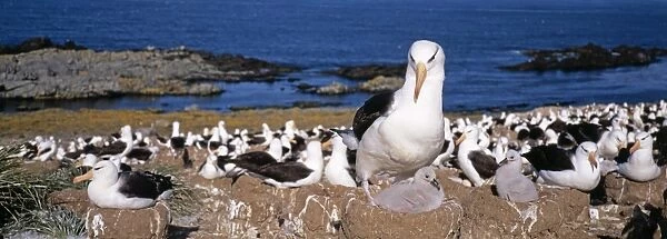 Black-browed Albatross, Thalassarche melanophrys, colony on Steeple Jason Island