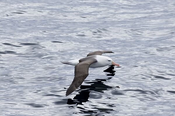 Black-browed Albatross Thalassarche melanophrys Southern Ocean off Cape Horn November