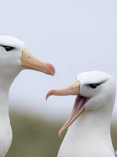 Black-browed Albatross Thalassarche melanophrys pair displaying Steeple Jason Island